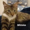 Photo of Mittens