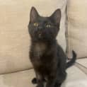 Photo of Hiccup