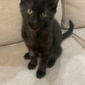 Photo of Hiccup