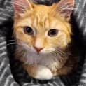 Photo of Samwise