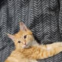 Photo of Samwise