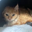 Photo of Samwise