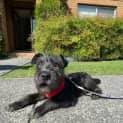 Photo of Stitch