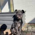 Photo of Stitch