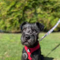 Photo of Stitch