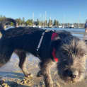 Photo of Stitch