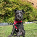 Photo of Stitch