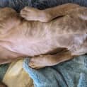 Photo of Meatball 2 Month Old Staffy X (Trial)