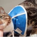 Photo of Mortimer