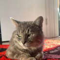 Photo of Godfrey