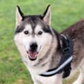Photo of Diesel