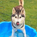 Photo of Diesel