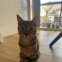 Photo of Nala