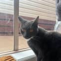 Photo of Guss