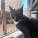 Photo of Guss