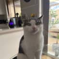 Photo of Bella