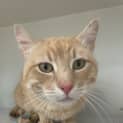 Photo of Tiger