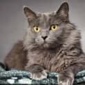Photo of Arya
