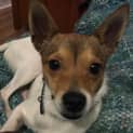Photo of Penny