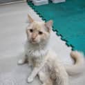 Photo of Cyris