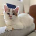 Photo of Marigold
