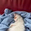 Photo of Marigold