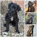 Photo of Tango