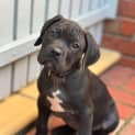 Photo of Tango
