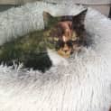 Photo of Fluffy & Whiskers