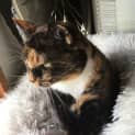 Photo of Fluffy & Whiskers