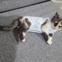 Photo of Maple