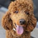 Photo of Pearly