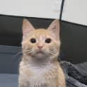 Photo of Syrup
