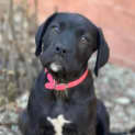 Photo of Jazz