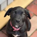Photo of Jazz