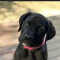 Photo of Jazz