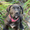 Photo of Jazz