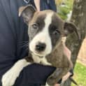 Photo of Pilar