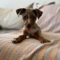 Photo of Strudel