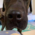 Photo of Louie