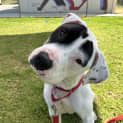 Photo of Bood