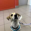 Photo of Pretzel