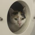 Photo of Luna