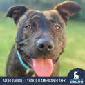 Photo of Damon 1 Year Old American Staffy