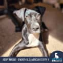 Photo of Maggie   5 Month Old American Staffy X (Trial)