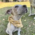 Photo of Josie