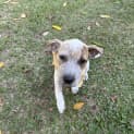 Photo of Josie