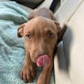 Photo of Sausage 2 Month Old Staffy X (Trial)