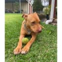 Photo of Lacey