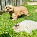 Photo of Bonnie Maltese Shih Tzu X Cavalier